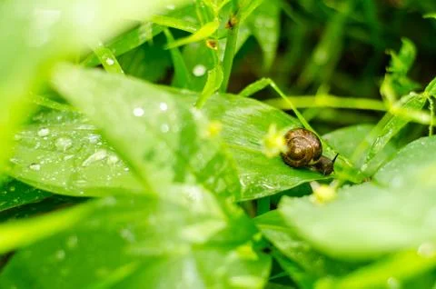 Snail with brown shell on a green leaf after summer rain Stock Photos