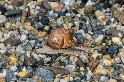 Snail with brown shell on the ground, open antenas, rocks background close up Stock Photos