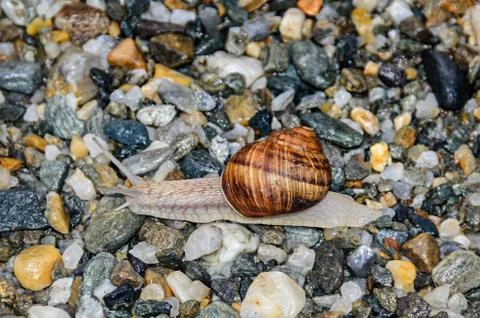 Snail with brown shell on the ground, open antenas, rocks background close up Stock Photos