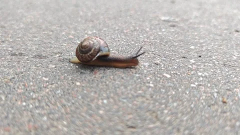 Snail with a brown shell slowly moves across a textured concrete surface Stock Footage 336480328