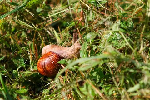 Snail with brown shiny shell crawling in the grass on a sunny day Stock-Fotos