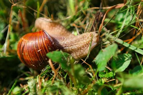 Snail with brown shiny shell crawling in the grass in the garden close up Stock Photos