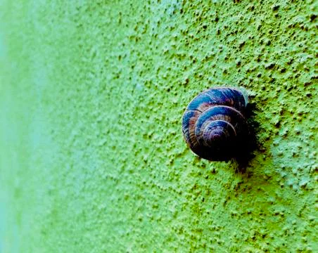 Snail on a bumpy colorfull wall close up Stock Photos