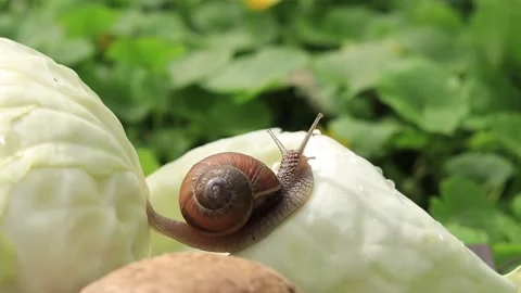 Snail on cabbage.  Stock-Footage 188233109