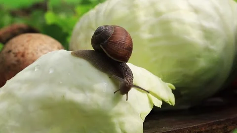 Snail on cabbage leaf, cute pest Stock Footage 188232603
