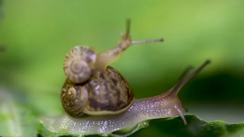 Snail carries a smaller snail on the back of its shell Stock Footage 159354982