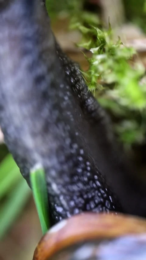 Snail Carrying Shell Crawling Slowly Over Green Moss Video stock 341770871