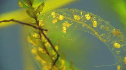 Snail caviar Stock Footage 53283271