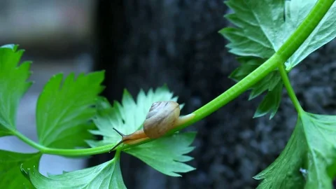 Snail on Celery Leaf Stock Footage 116860074