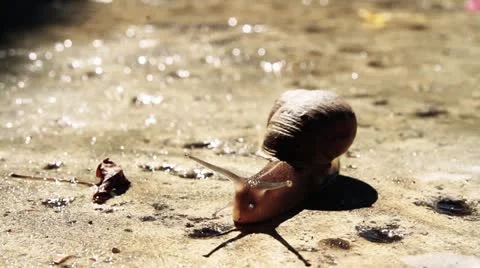 Snail on cement 8228a Stock Footage 21828436