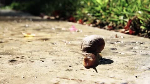 Snail on cement 8228b Stock Footage 21828561