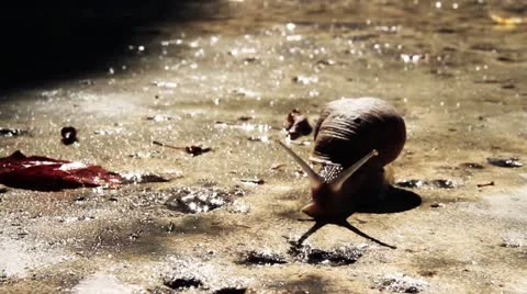 Snail on cement 8228c Stock Footage 21828689