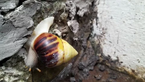Snail cement Surface Stock Footage 320952363