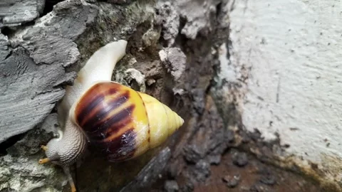 Snail cement Surface time laps Stock Footage 320952334