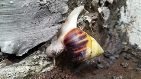 Snail cement Surface(1) 스톡 동영상 320952343