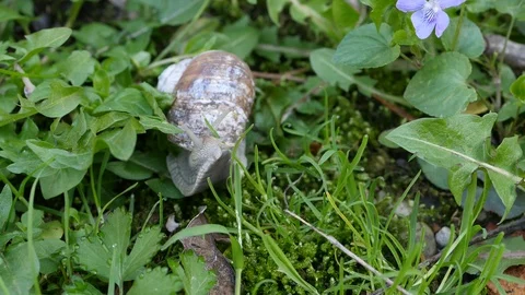 Snail checking out a blade of grass 3840x2160 Stock Footage 88782647