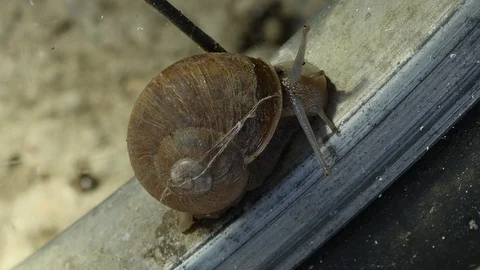 Snail checking surroundings Stock Footage 88918851