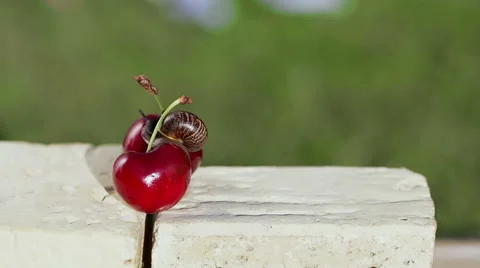 Snail, cherry and bricks. Stock Footage 49441001