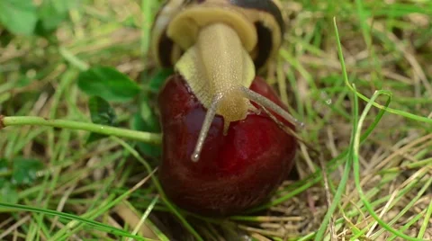 Snail on the cherry Stock Footage 52370308