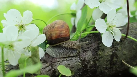 Snail in cherry plum flowers, spring flowering Video stock 189253890