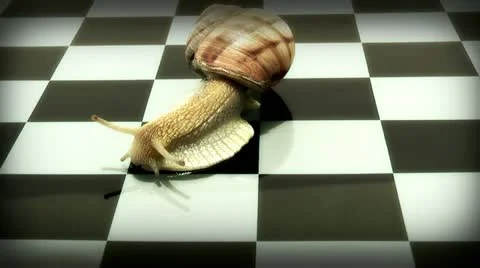 Snail on a chessboard Stock Footage 11142621