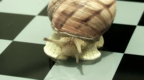 Snail on a chessboard 库存影片 11142626