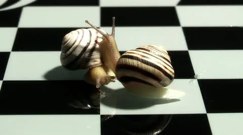 Snail on a chessboard 스톡 동영상 11216585