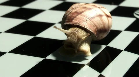 Snail on a chessboard 库存影片 11216757