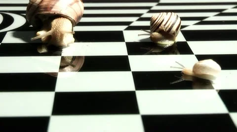 Snail on a chessboard Stock Footage 11216917