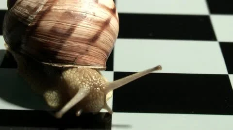 Snail on a chessboard Stock Footage 11217091