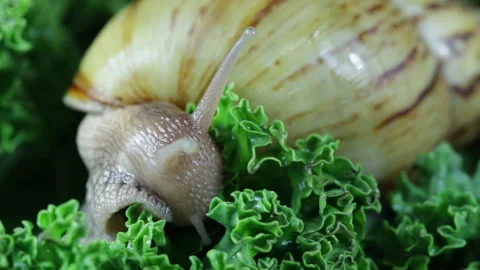 Snail chewing salad 库存影片 130062255