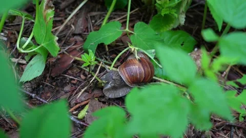 Snail chews grass. Stock Footage 160008087