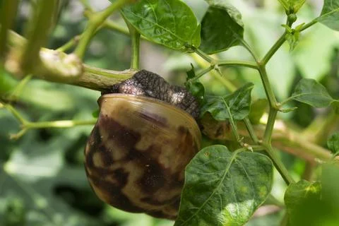 Snail on the chilli tree trunk Stock Photos