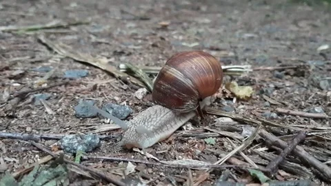 Snail in the city park. Stock Footage 199852860