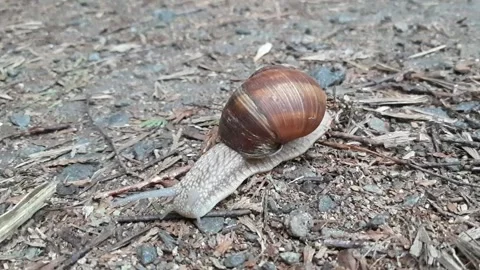 Snail in the city park. Stock Footage 199854440