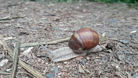 Snail in the city park. Stock Footage 199854807
