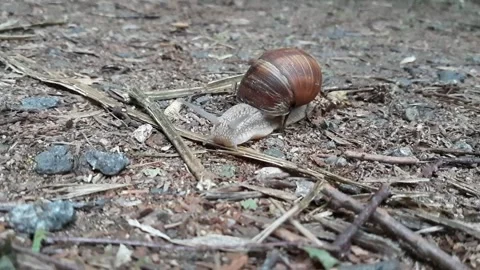 Snail in the city park. Stock Footage 199855050