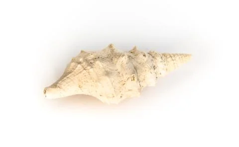 Snail - clavatula Foto stock