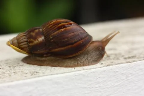 Snail clawing on the wall Stock Photos