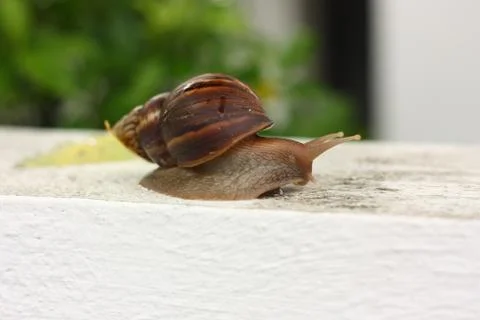 Snail clawing on the wall Stock Photos