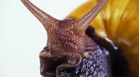 Snail clean horns Stock Footage 39809554