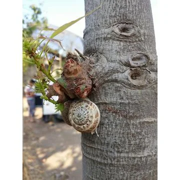 A snail climb the tree Stock Photos