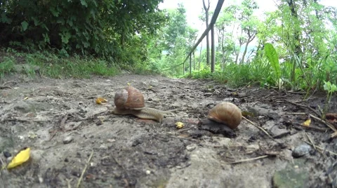 Snail climbed into other snail Stock Footage 52798034
