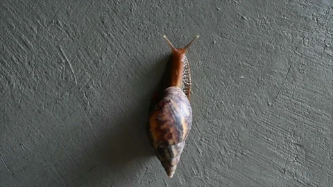 Snail climbing on cement wall in selective focus. Stock Footage 150745636