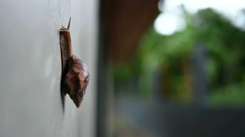 Snail climbing on cement wall in selective focus. Stock Footage 150745980