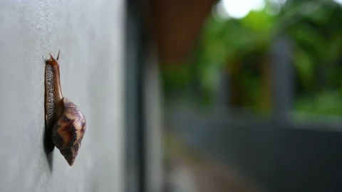 Snail climbing on cement wall in selective focus.	 Stock Footage 153403163