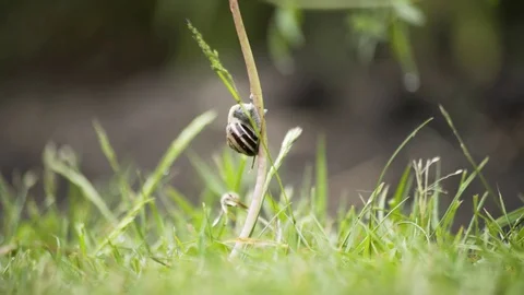 Snail Climbing a Flower Macro 4K Stock-Footage 85230450