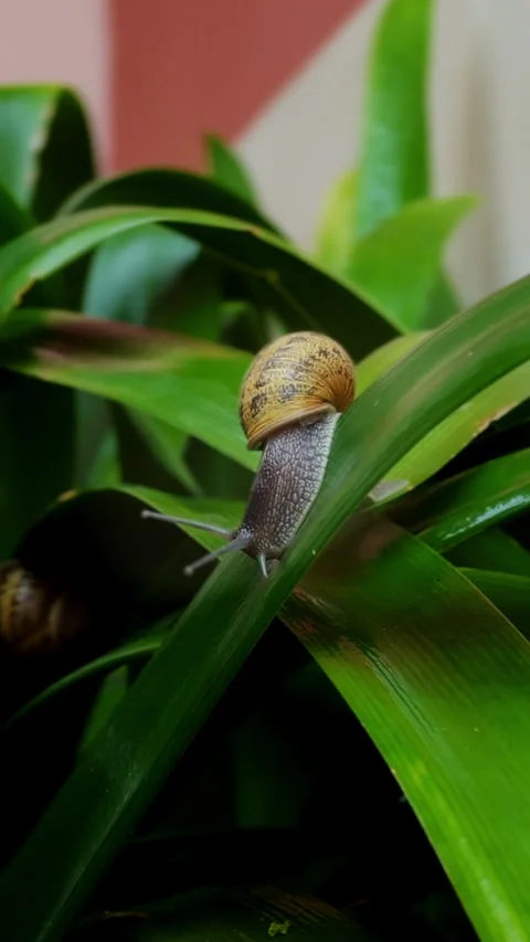 Snail climbing fresh green leaf in macro nature close up Vidéo 339222111