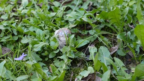 Snail climbing on leaf Stock Footage 88918845