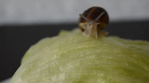 Snail Climbing on Lettuce Vídeo Stock 42976943